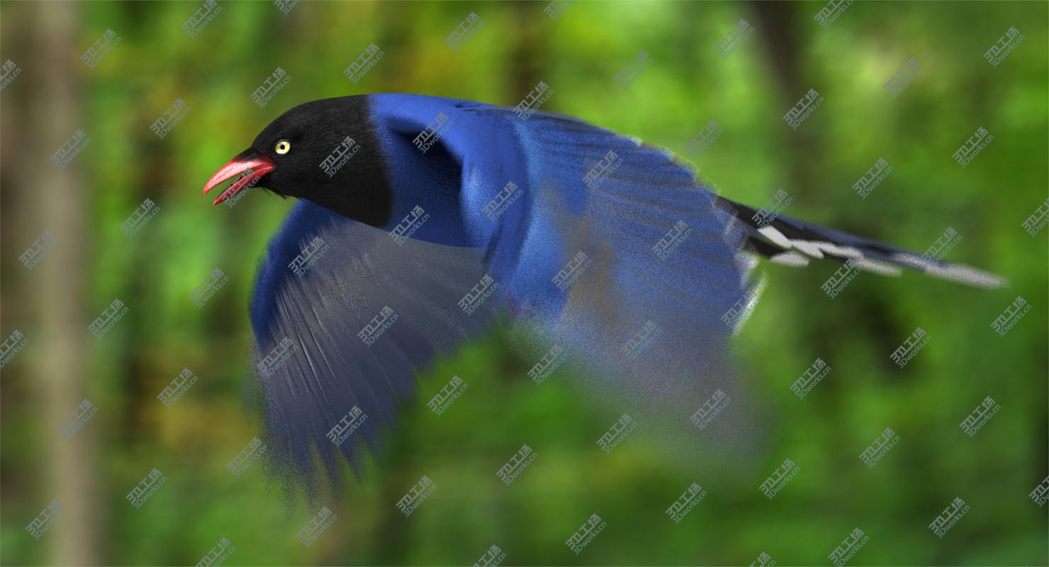 images/goods_img/2021040165/Taiwan Blue Magpie (Animated)/1.jpg